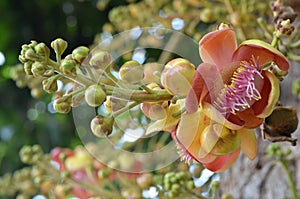 Orchid on a green background