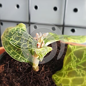 Orchid Green Macodes plant