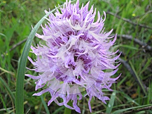 An orchid growing wild in the countryside