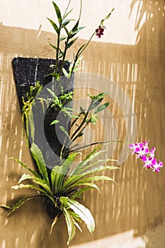 Orchid grows on wall in decorative pot