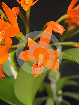 Orchid: Guarianthe aurantiaca photo