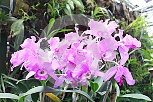 Orchid GuarÃ­a Morada