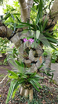 Orchid hangging on the tree