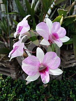 Orchid hanging in the garden.