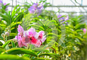 Orchid hanging in plant nursery.