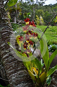 Orchid hanging from the tree