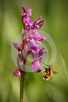 Orchid and her pollinator, winged orchid