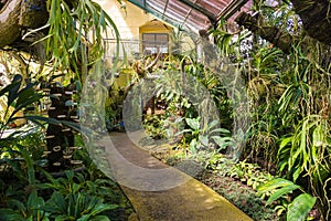 Orchid house with small path walk or path way on center with various plant tree kind - indonesia