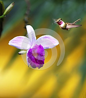 Orchid with Hummingbird