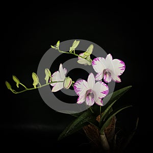 Orchid, Enobi Splash
