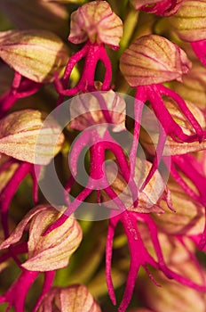 Orchid hybrid flower detail - Orchis x bivonae photo