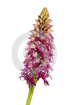 Orchid hybrid Orchis x bivonae isolated over white photo