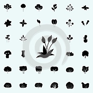 orchid icon. Plants icons universal set for web and mobile