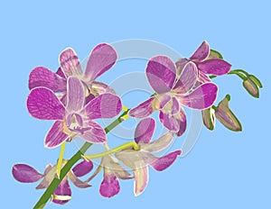 Orchid Illustration: Phalaenopsis equestris