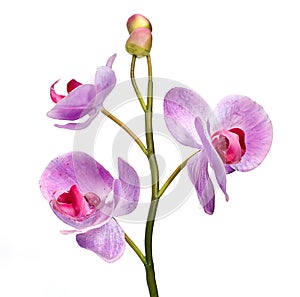 Orchid isolated