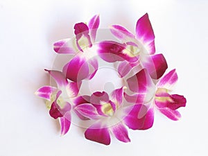 Orchid isolated