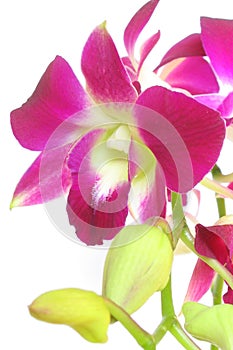 Orchid isolated