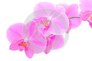 Orchid isolated