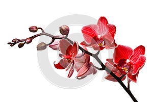 Orchid isolated on white photo