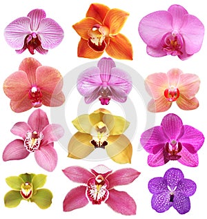 Orchid isolated on white