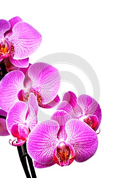 Orchid isolated on white