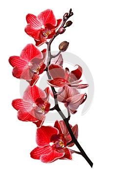 Orchidea na bielom 