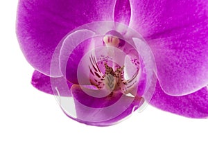 Orchid isolated on white background. Abundant flowering of magenta phalaenopsis orchid. Spa background.