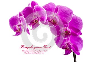 Orchid isolated on white background. Abundant flowering of magenta phalaenopsis orchid. Spa background.
