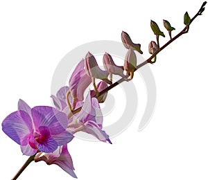 orchid isolated on white background. Clipping path