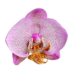 Orchid isolated on white background. Single flower with pink dotted petals and yellow lip. Phalaenopsis or Moth kind. Floral