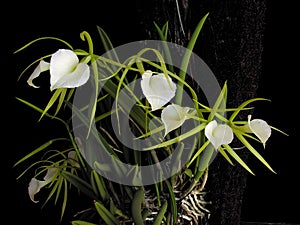 Orchid: Lady of the Night photo