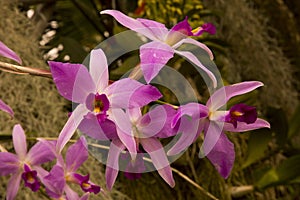 The Orchid Laelia Laelia anceps.