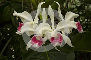 Orchid Laelia purpurata var. Carnea.