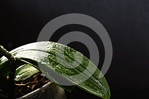 Orchid leaf in droplets and dark background