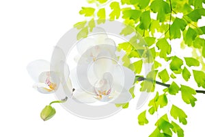 Orchid with leaves fern, isolated on white back