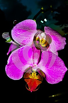 Orchid Lilas with black background.