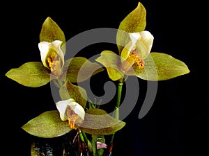 Orchid: Lycaste deppei photo
