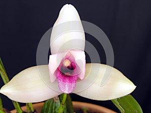 Orchid: Lycaste skinneri