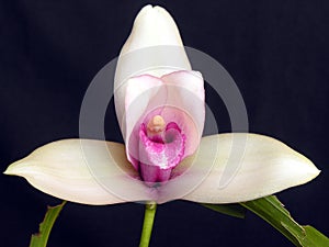 Orchid: Lycaste skinneri