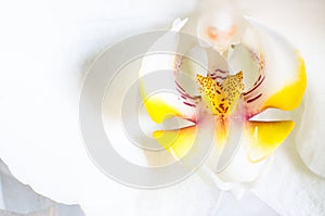 Orchid macro