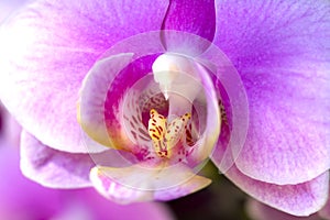 Orchid