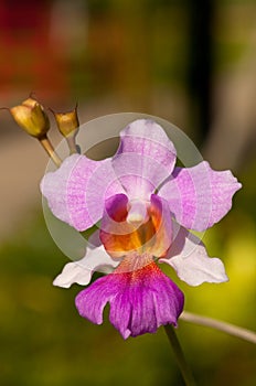 Orchidea makro ()  