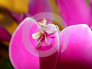 Orchid Mantis