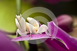 Orchid mantis photo