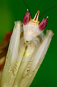 Orchid mantis adult female