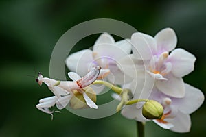 Orchid Mantis aka Hymenopus coronatus