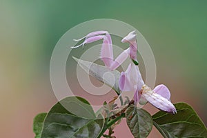 Orchid mantis camouflage on flower