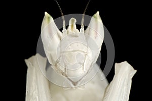 Orchid Mantis Close Up Eyes