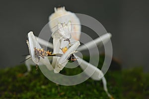 Orchid Mantis eat insect in nature