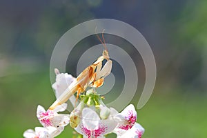 Orchid mantis are facing over the flowers